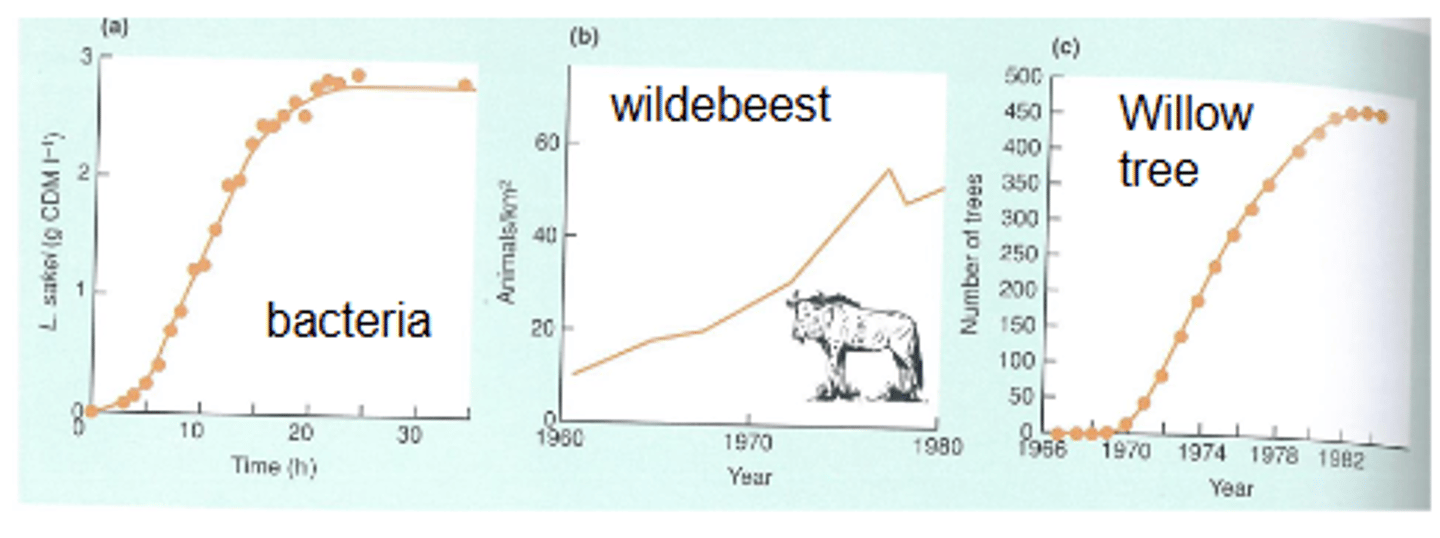 <p>- Bacteria</p><p>- Wildebeest</p><p>- Willow tree</p>