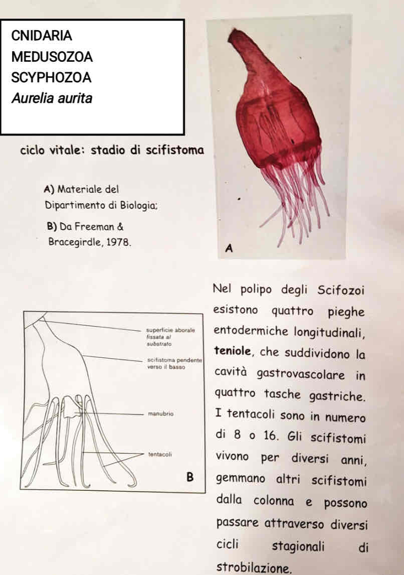 <p>Medusozoa</p><p>Scyphozoa</p><p><em>Aurelia aurita</em> (scifistoma)</p>