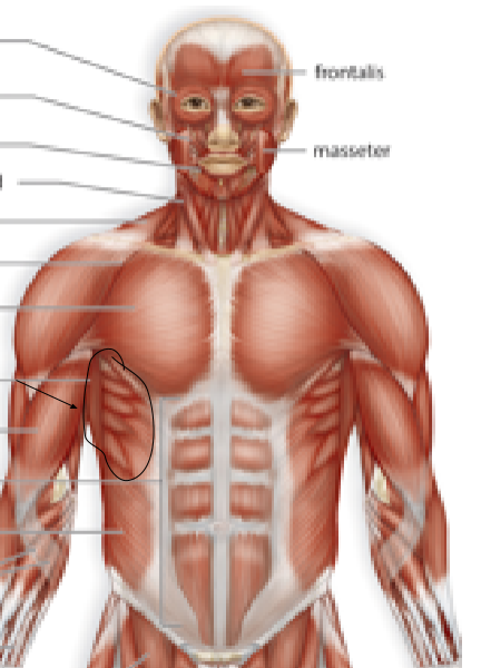 <p>Name the muscle:</p>