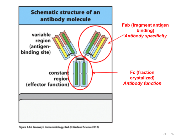 <p>fraction Crystallized, the constant region, confirms the antibody function</p>