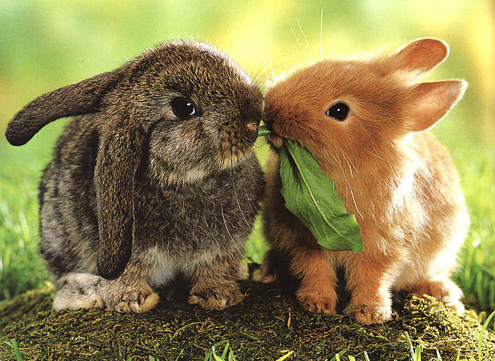 <p>das Kaninchen, -</p>