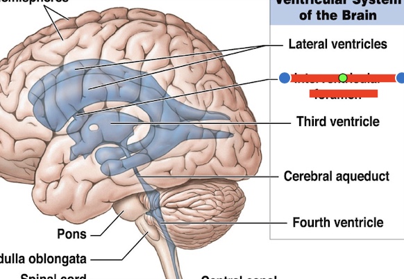 <p>14.1 What is this? What is its function? </p>