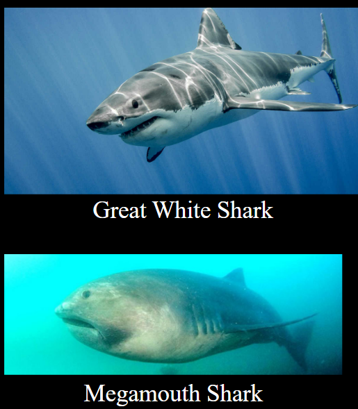 <p>What order and common name do these sharks belong to?</p>