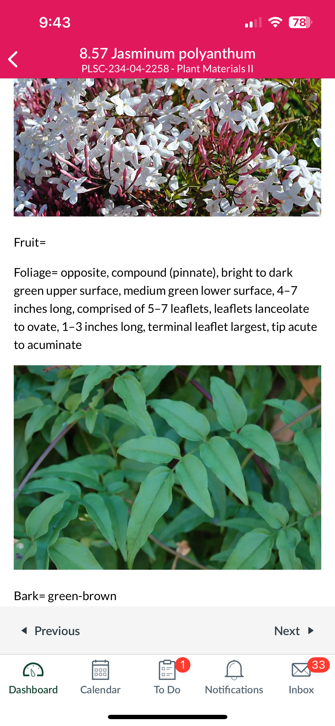 <p>Jasminum polyanthum</p>