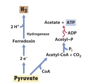 <p><strong>Anaerobic metabolism:</strong></p><p><strong>Fermentation of pyruvate produces acetate and H<sub>2</sub> which can be utilized by hydrogen-utilizing microbes for energy. </strong></p>