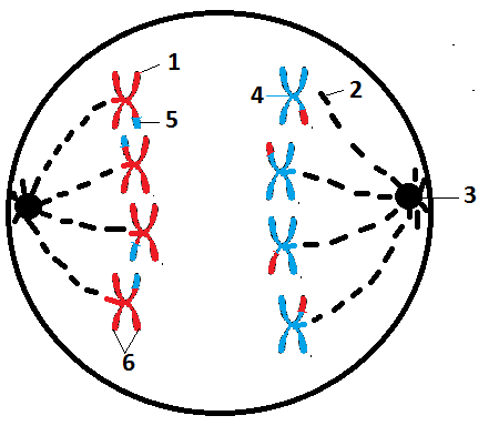 <p>Homologous chromosomes move to the opposite poles of the cell. (diploid)</p>