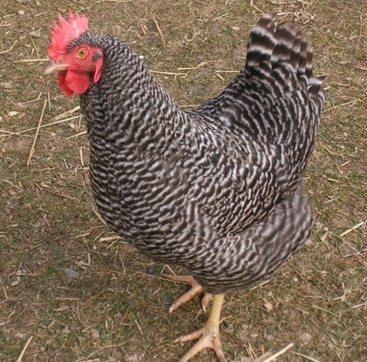 <p>- Barred, white, buff, and numerous other colors recognized</p><p>- Moderate to large and broad breasted</p><p>- Non-aggressive and tame easily</p><p>- Loose feathers</p><p>- Lays brown eggs and has a single comb</p><p>- developed in US for balanced farm flock bird with meat and egg production capability</p>