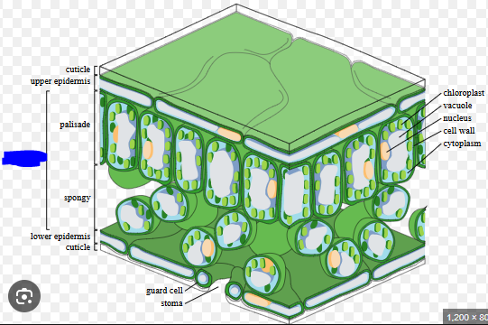 <p>The cells in a middle layer of leaf tissue. These are the primary sites of photosynthesis. These contain many chloroplasts (which follows due to their role in photosynthesis).</p>