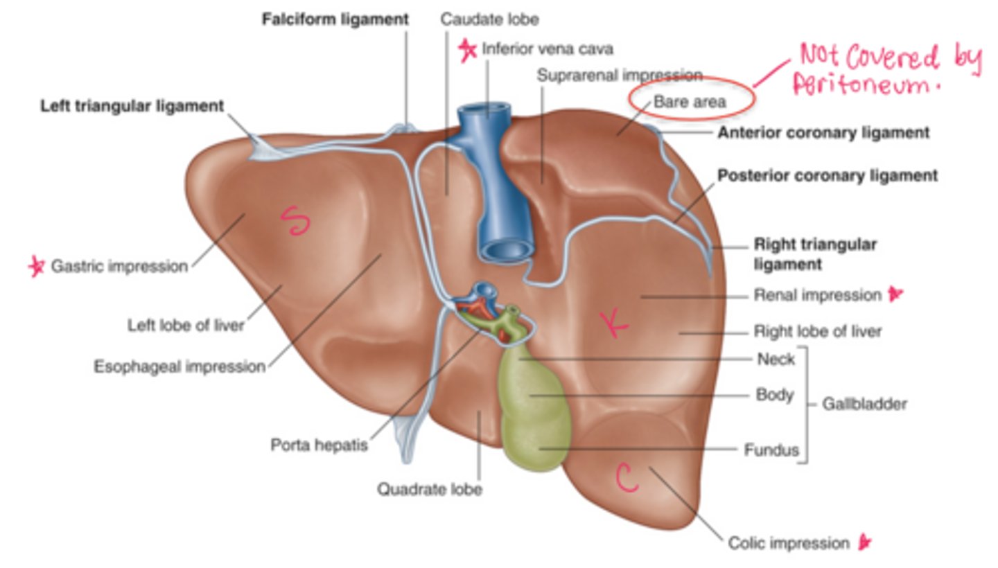 <p>posterior section of the liver against the diaphragm that is bare without peritoneal covering</p>