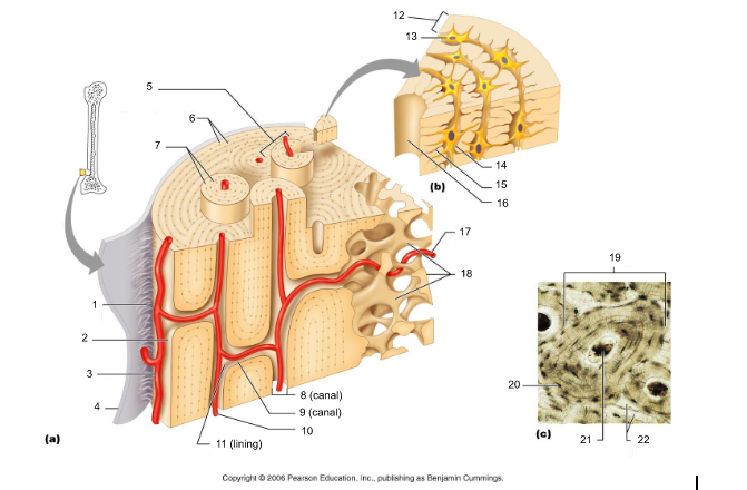 cavities housing osteocytes that are sandwiched between lamellae, osteocytes can break down or build up extracellular matrix around them