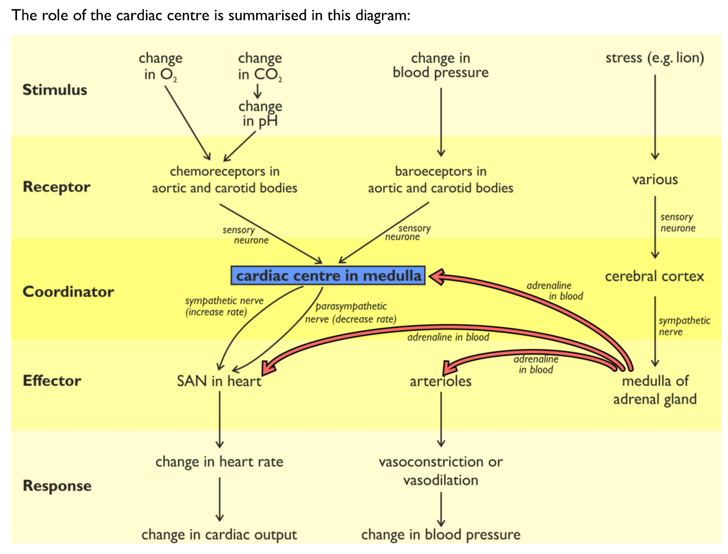 <p><strong><u>Sympathetic ‘fight or flight’:</u></strong></p><ul><li><p>Helps the body prepare for a perceived threat</p><ul><li><p>inhibition of digestive &amp; immune systems (i.e. diverting blood to muscles)</p></li><li><p>pupil dilation &amp; increased heart rate</p></li><li><p>expansion of the lungs </p></li></ul></li></ul><p><strong><u>Parasympathetic ‘rest &amp; digest’:</u></strong></p><ul><li><p>Effects largely mirror opposites of sympathetic system (i.e. antagonistic → bring about opposite effects)</p><ul><li><p>stimulation of digestive &amp; immune systems</p></li><li><p>decreased pupil size &amp; heart rate</p></li><li><p>contraction of the lungs</p></li></ul></li></ul><p></p>
