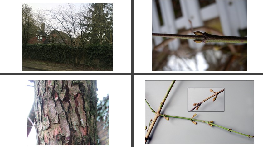 <p>Gele kornoelje</p>