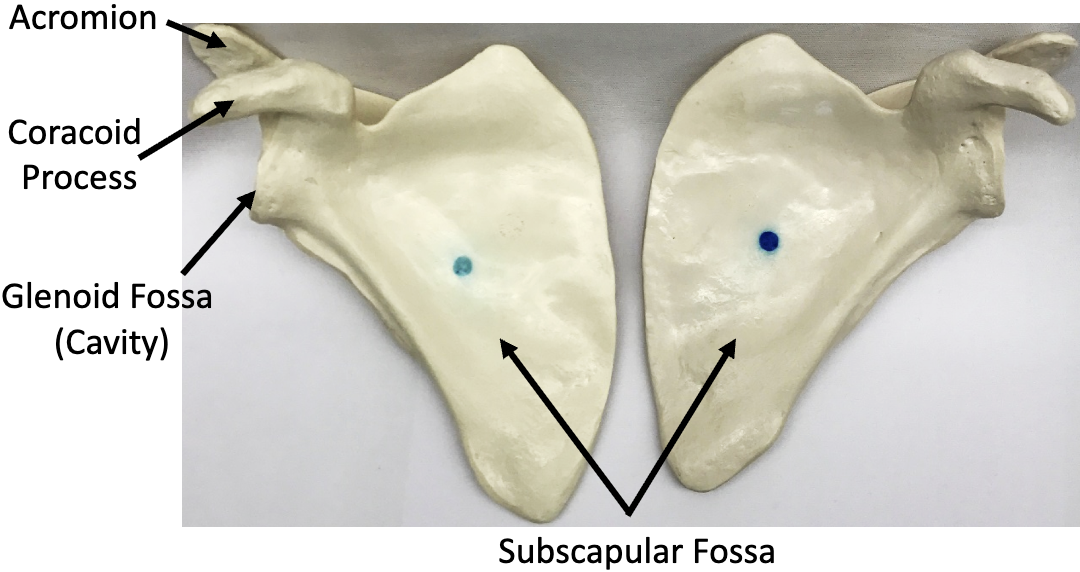 <p>What bone is this?</p>
