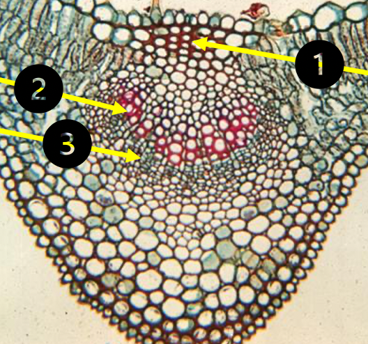 <p>Midrib Vein</p>