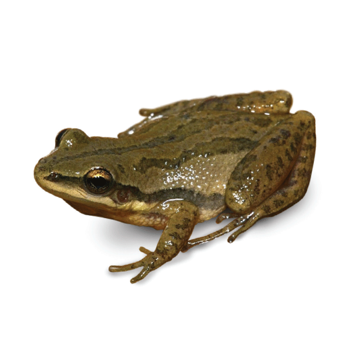 <p>Boreal Chorus Frog</p>