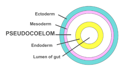 <p>“False” body cavity between mesoderm and endoderm</p><ul><li><p>Body cavity not within mesoderm</p></li></ul><p></p>