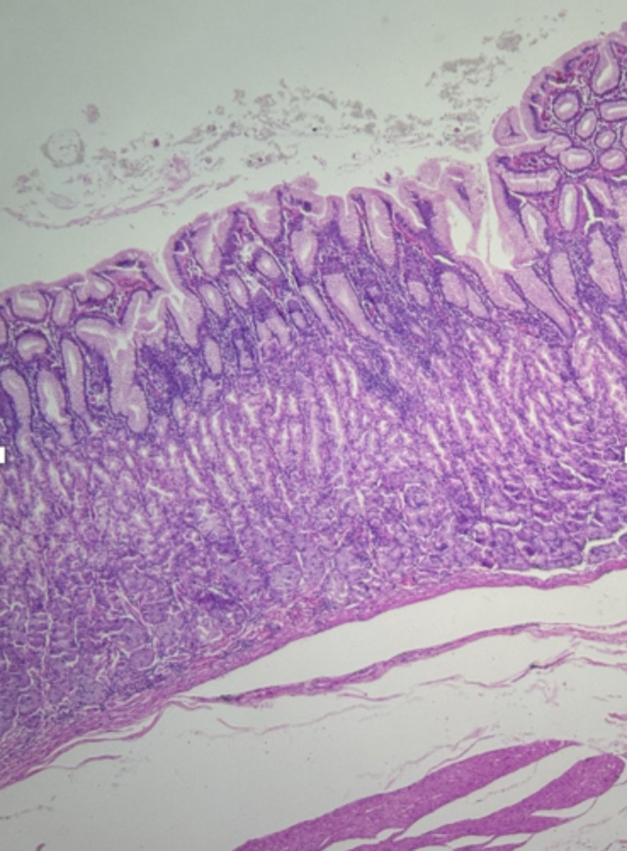 <p>name the tissue</p>