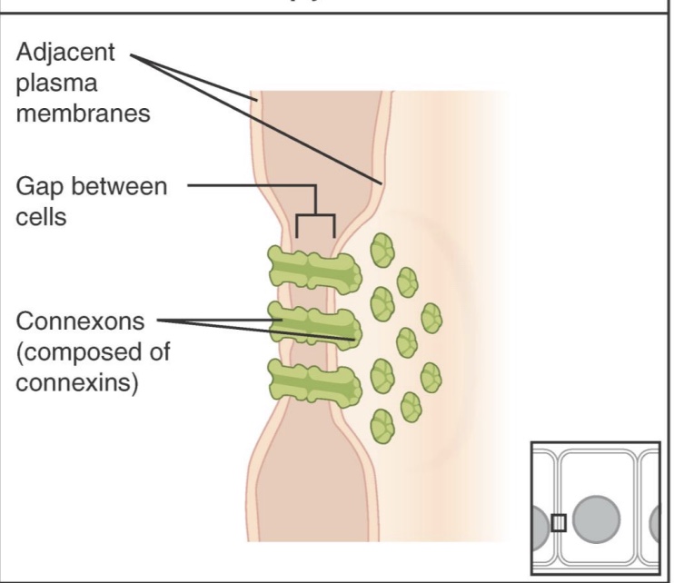 <p>-allow for communication between neighboring cells</p><p>-<strong>Connexons</strong>: two hemi-channels</p><p>-ex: heart muscle (AP can pass cell to cell)</p>
