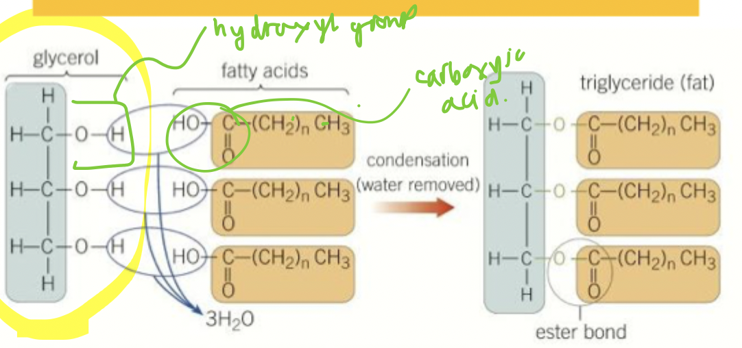 <p>esterification </p>