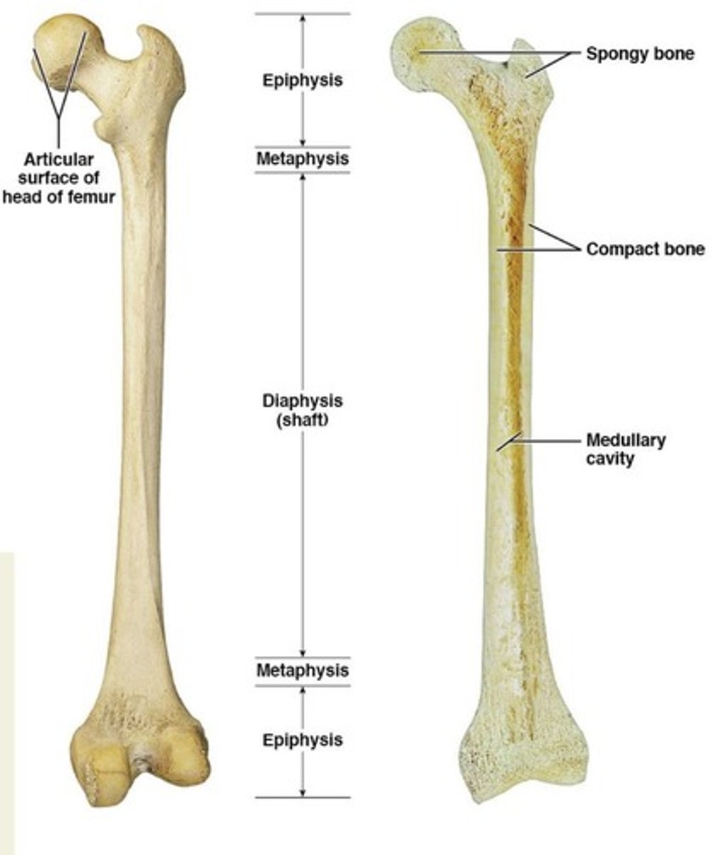 <p>transition between epiphysis and diaphysis</p>