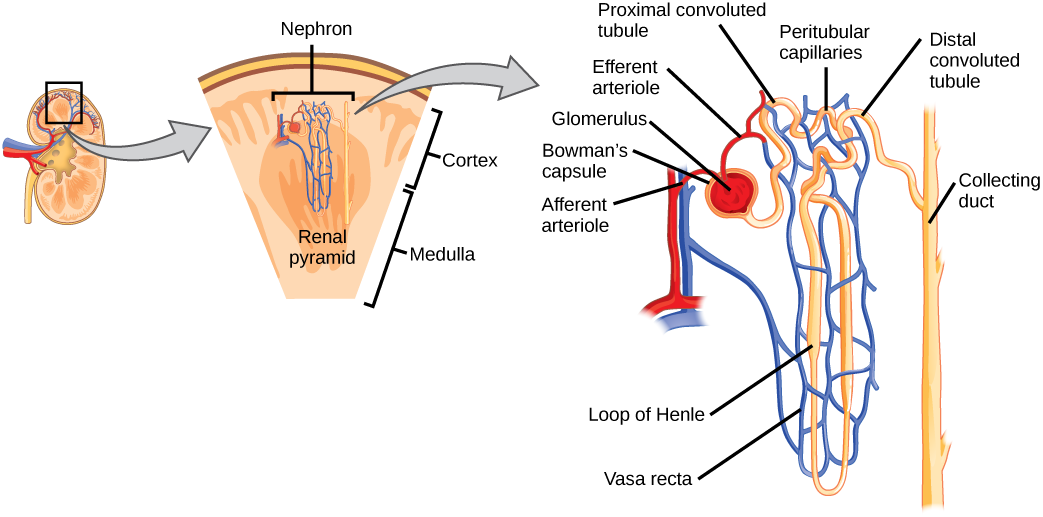 <p><span>Peritubular capillary network</span></p>