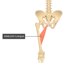 **O:** anterior inferior surface of pubis

**I:** linear aspera
