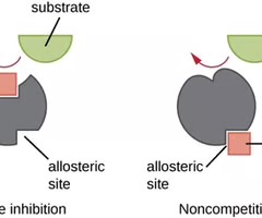 <p>Molecules that compete with substrate for binding to the active site of an enzyme.</p>