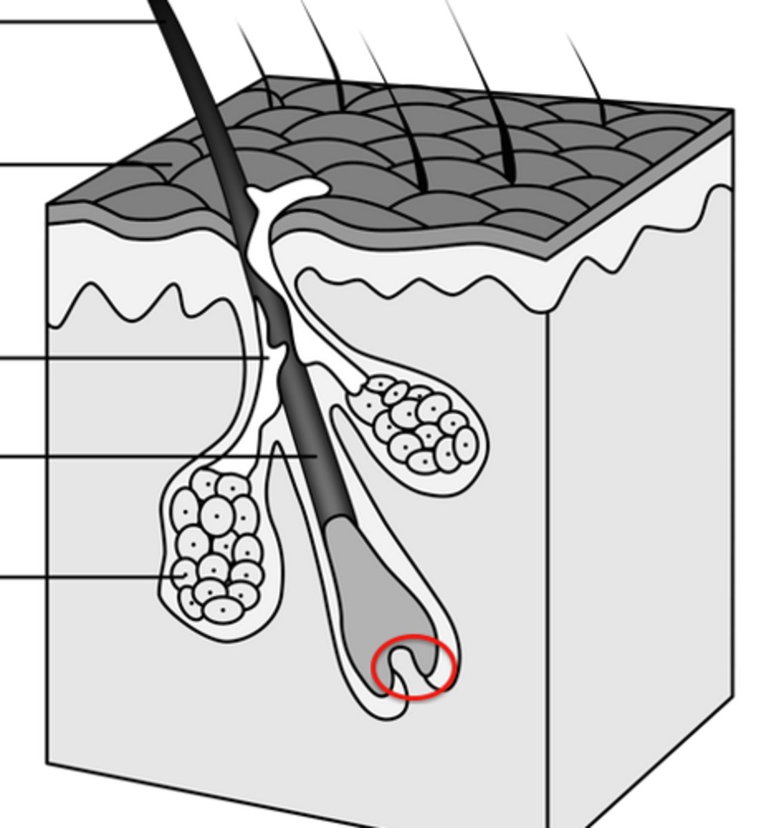 <p>dermal tissue containing a knot of capillaries that supplies nutrients to growing hair</p>