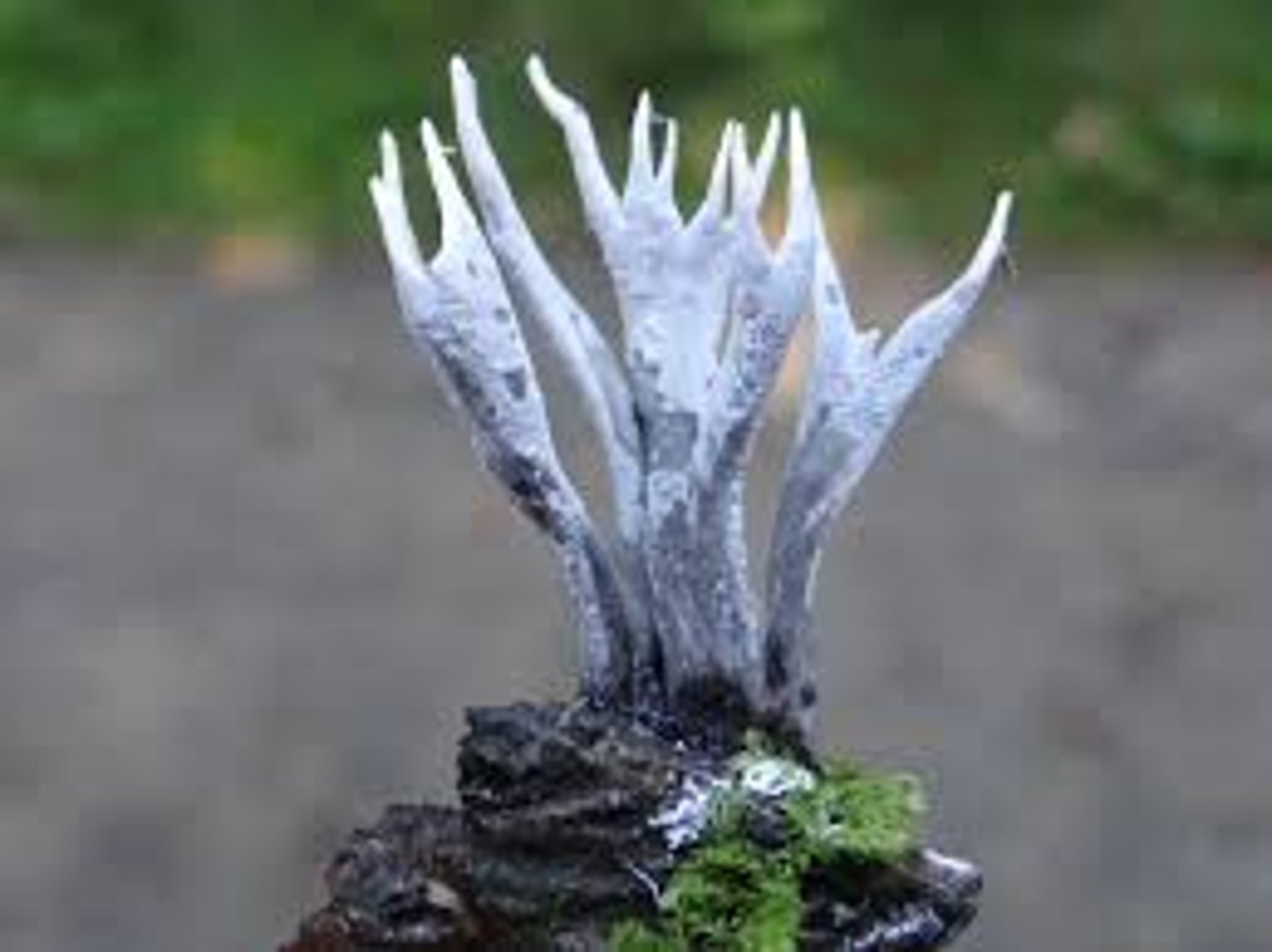 <p>przykład lasów tropikalnych to</p>