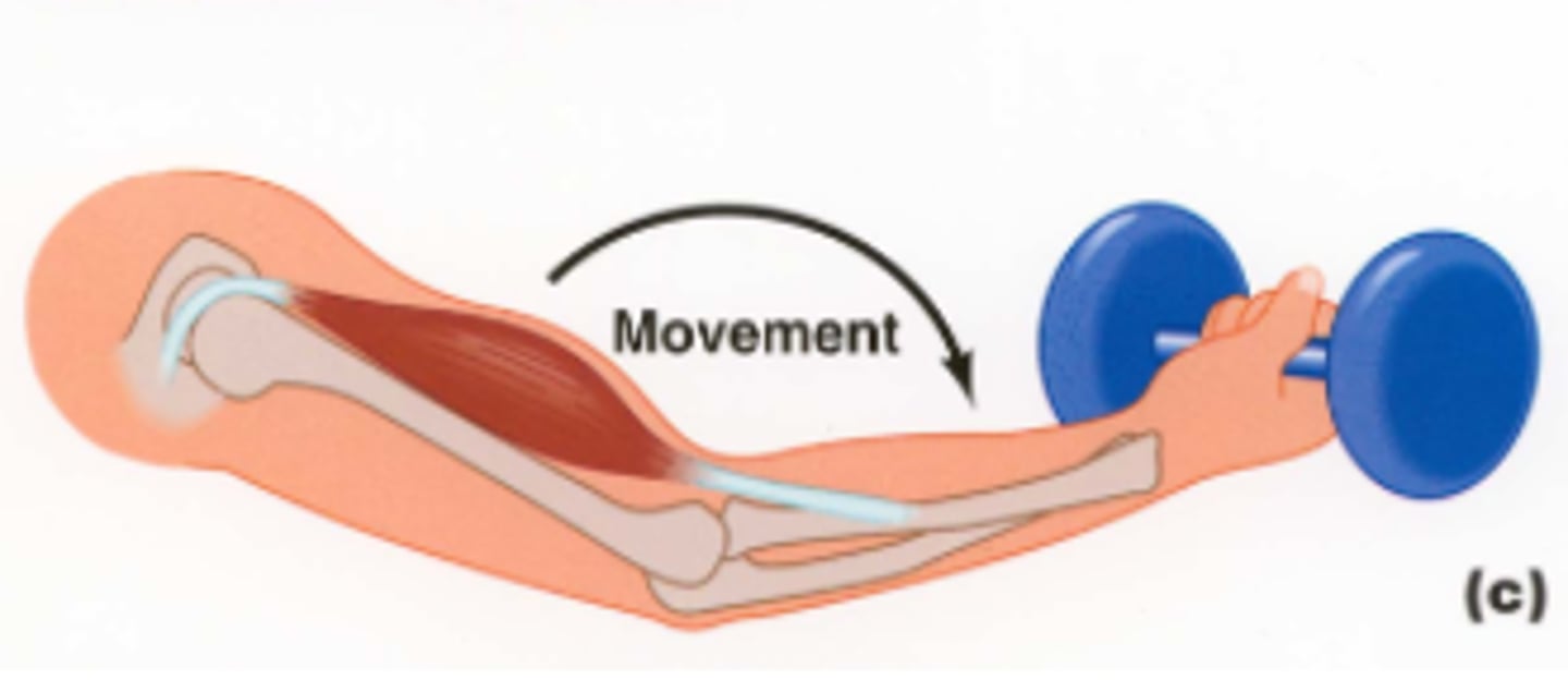 <p>muscle lengthens</p>