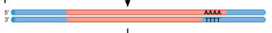 <p>cDNA is integrated by integrase and repaired </p>