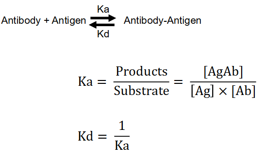 <p><strong>Affinity and avidity</strong> are established by kinetic studies that measure the equilibrium constant of the reversible reaction.</p>