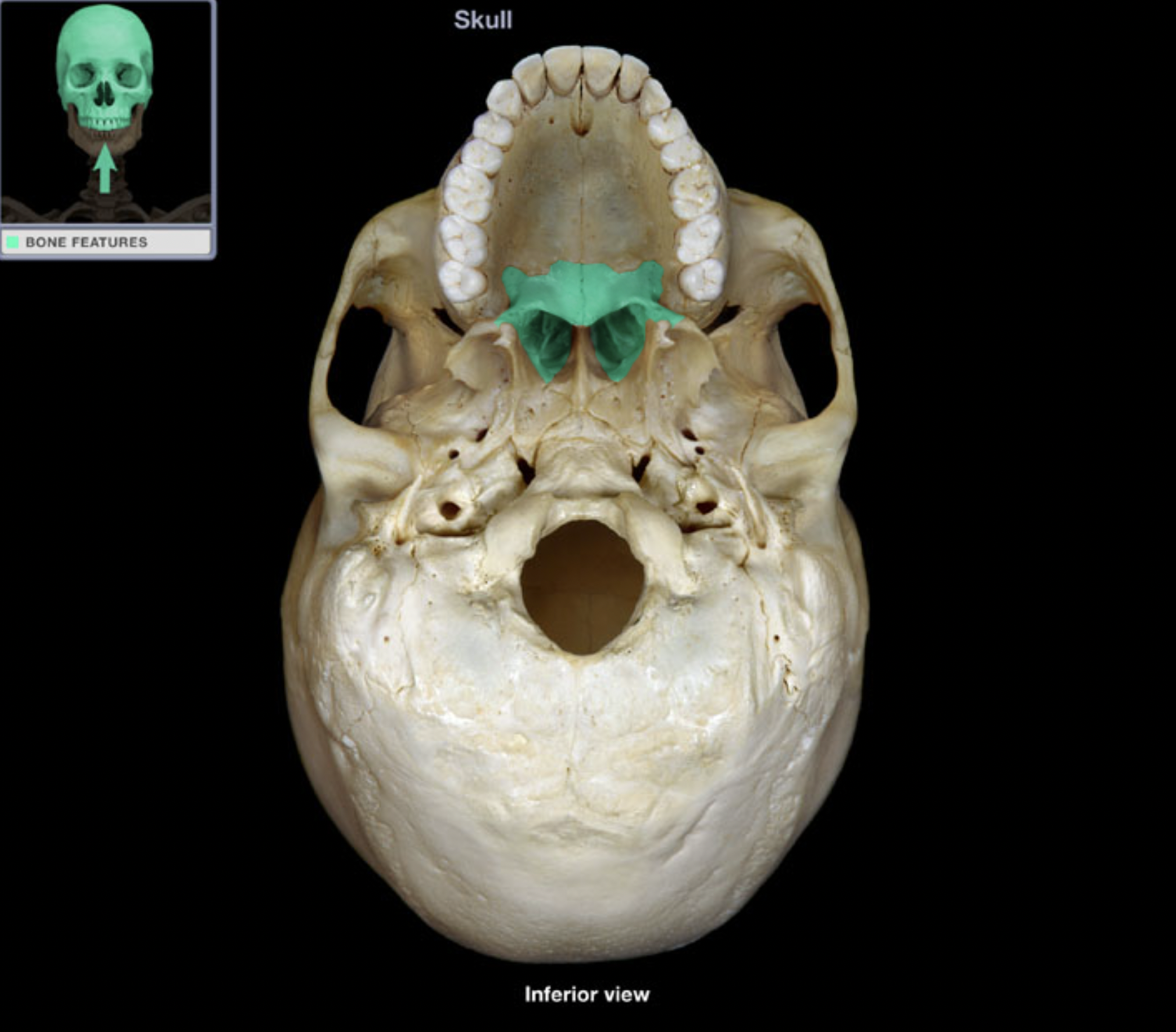 knowt flashcard image