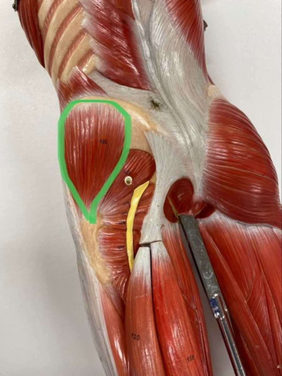 <p>O: ilium</p><p>I: femur</p><p>A: abducts hips</p>