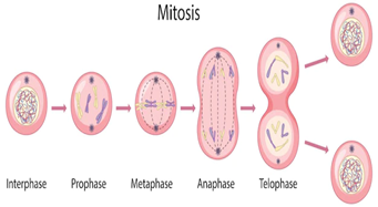 <p>Interphase</p><p>Prophase</p><p>Metaphase</p><p>Anaphase</p><p>Telophase</p>