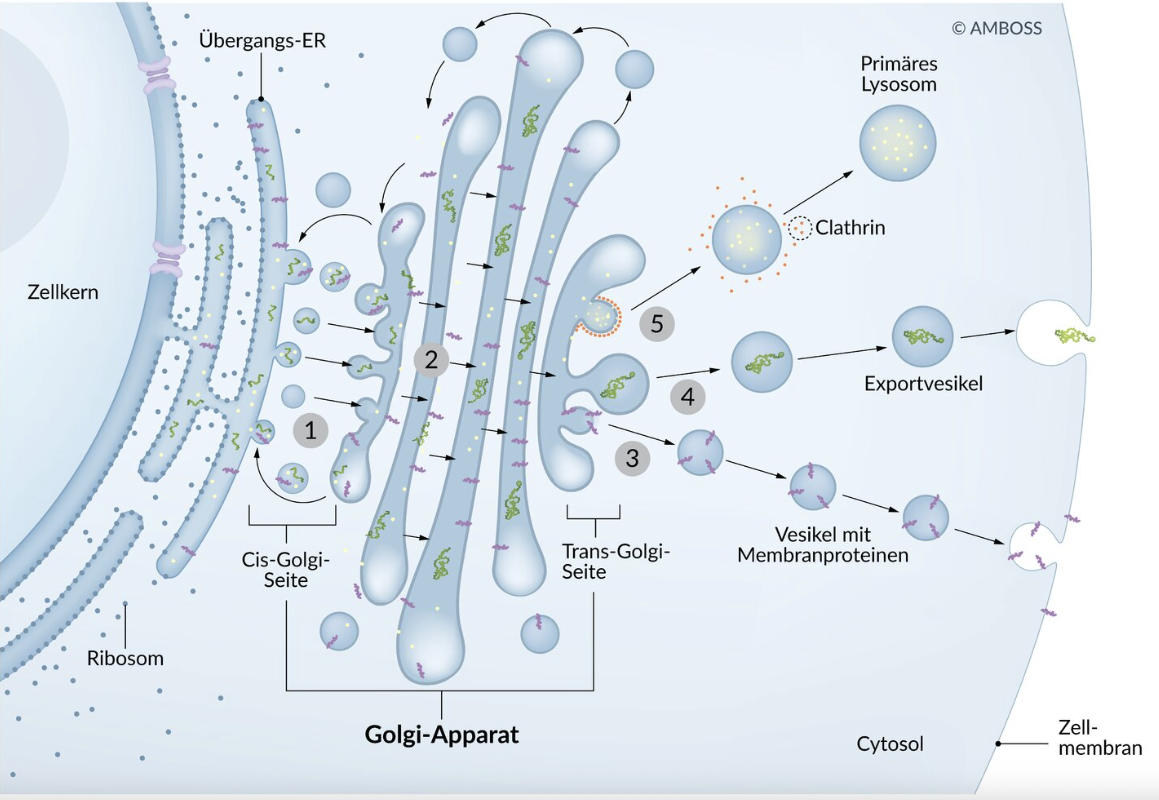 <p>A. Trans-Golgi network → Cell membrane</p>