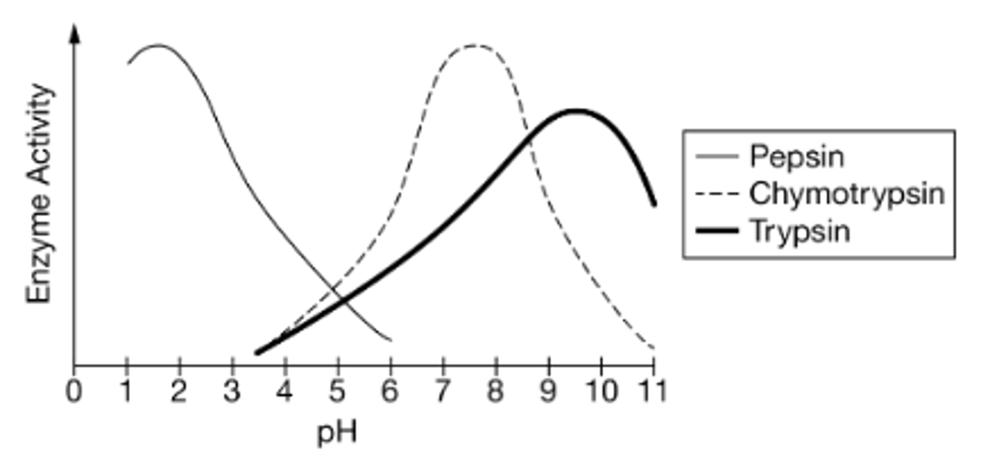 <p>Pepsin will change in shape because of the basic environment of the small intestine; therefore, its enzymatic activity will decrease.</p>