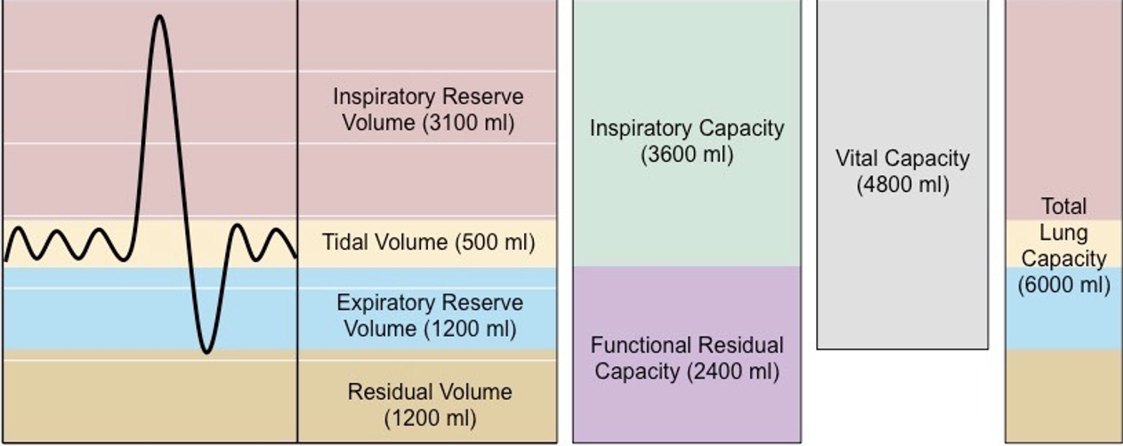 <p>total lung capacity</p>