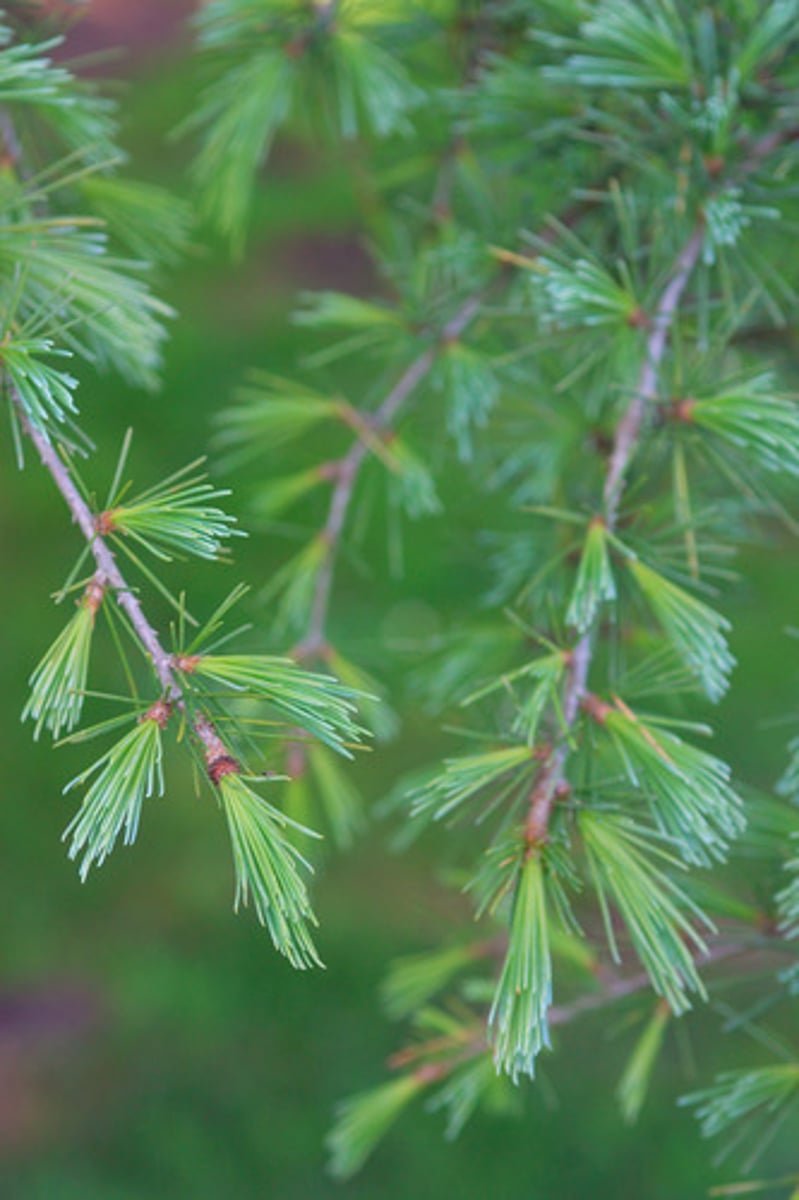 <p>Deodar Cedar</p>
