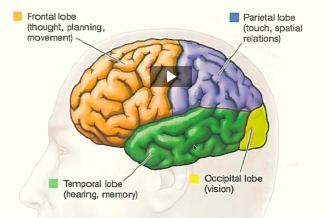 <p>frontal lobe pariental lobe temporal lobe occipital lobe</p>