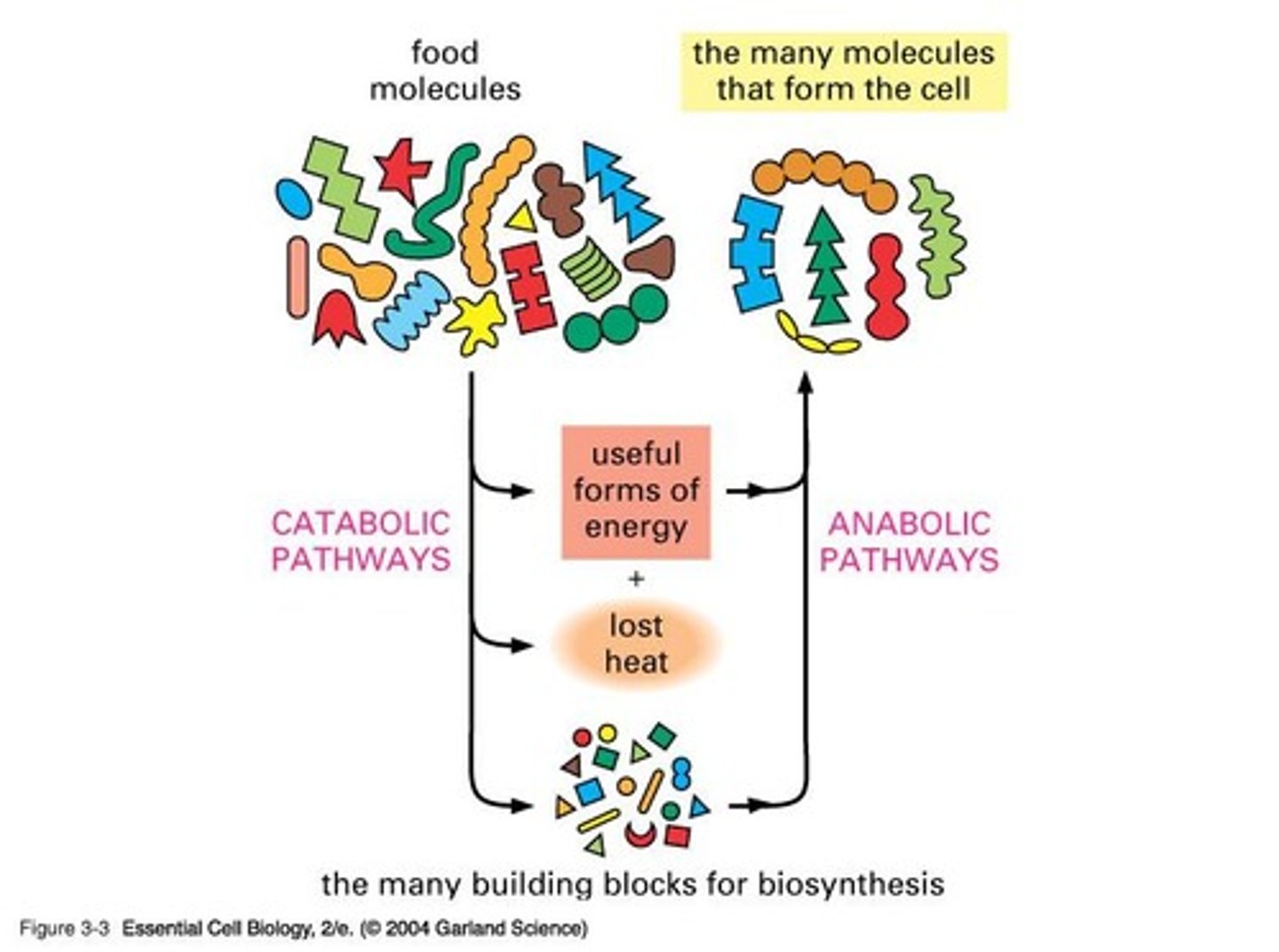 <p>Anabolic pathways (build complex molecules) and catabolic pathways (break down complex molecules).</p>
