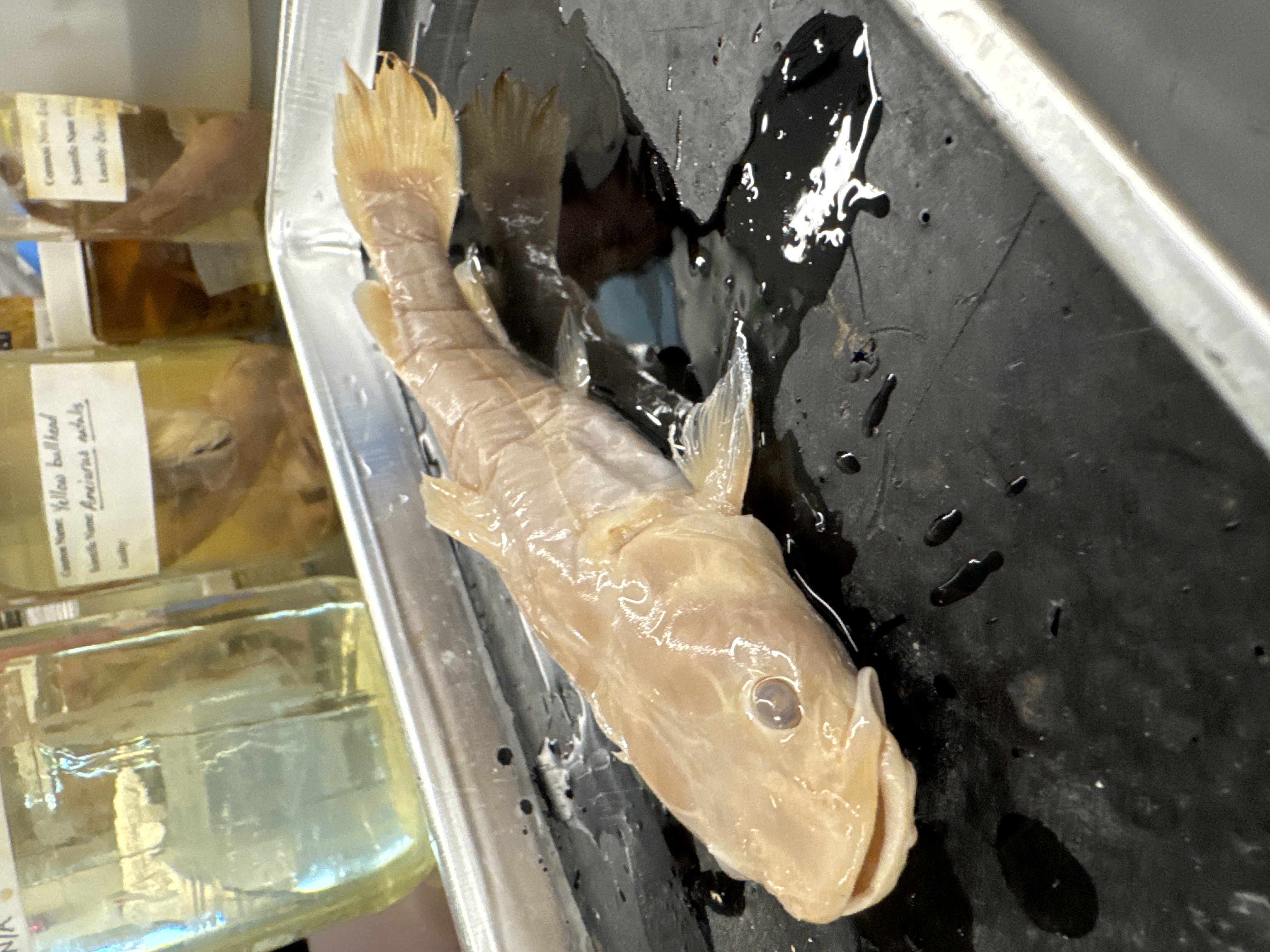 <p>Family:</p><p>Species:</p><p>Scientific:</p>