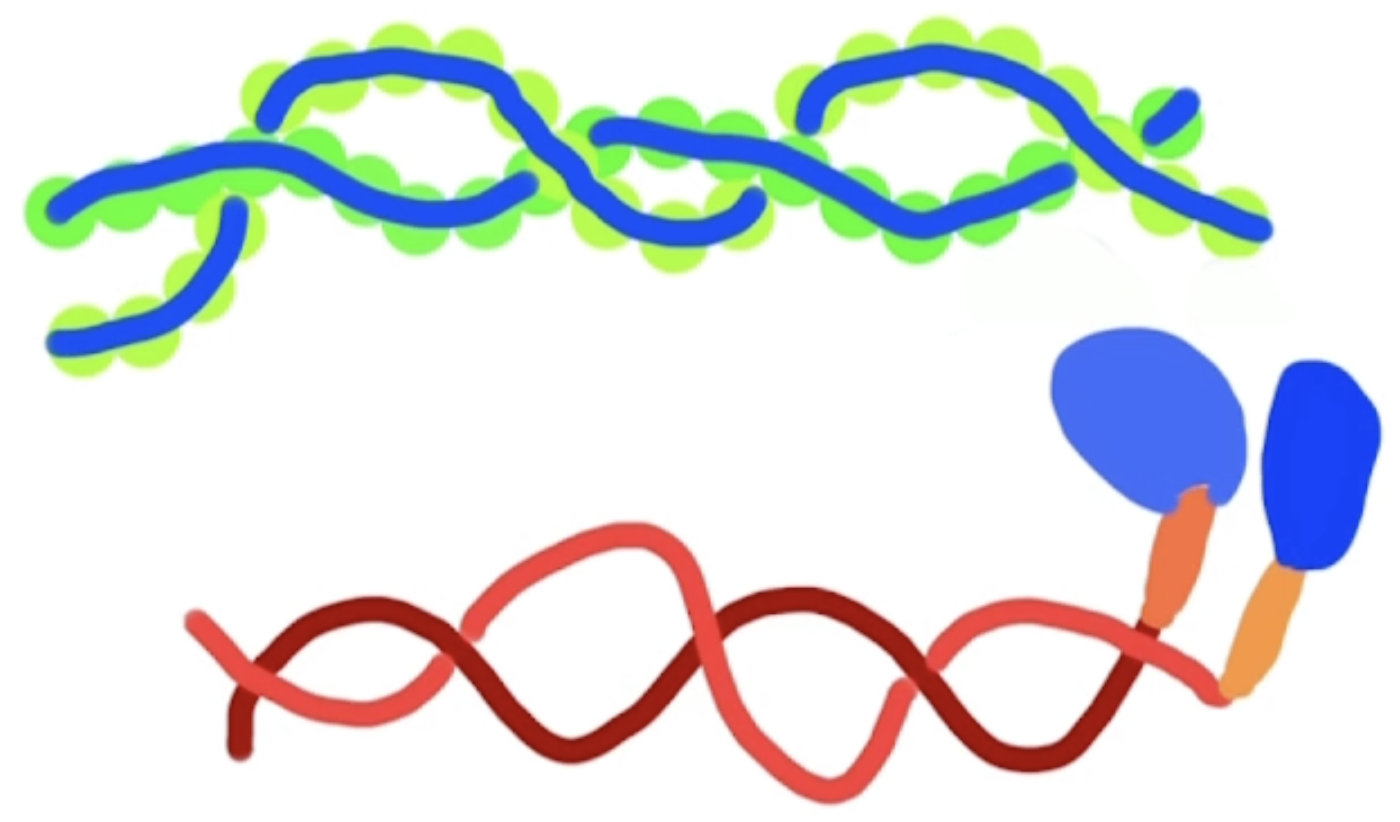 <p>Tropomyosin is another protein that is important to understand, as it allows for the regulation of the actin-myosin interaction:</p><p>Tropomyosin: Protein that covers the actin active site</p><ul><li><p>When tropomyosin is attached there is no binding of actin and myosin.</p></li><li><p>Thus, there is no sarcomere contraction (and thus no muscle contraction).</p></li></ul>