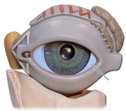 <p>The thick, tough, white outer covering of the eyeball.</p>