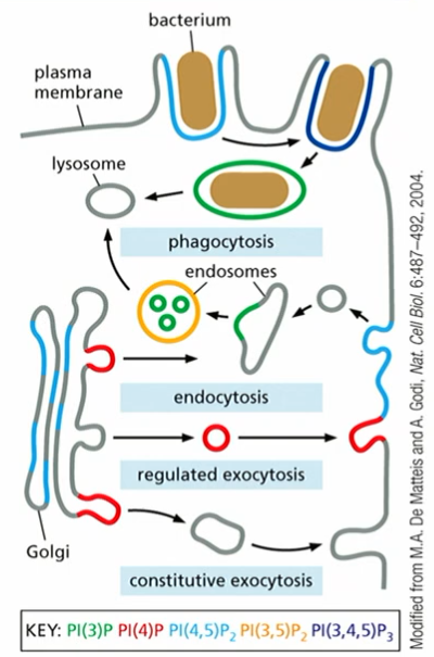 <p>phospoinositides (PIPs) are found at different subcellular locations</p><p>different domains/compartments contain diff. lipids</p>