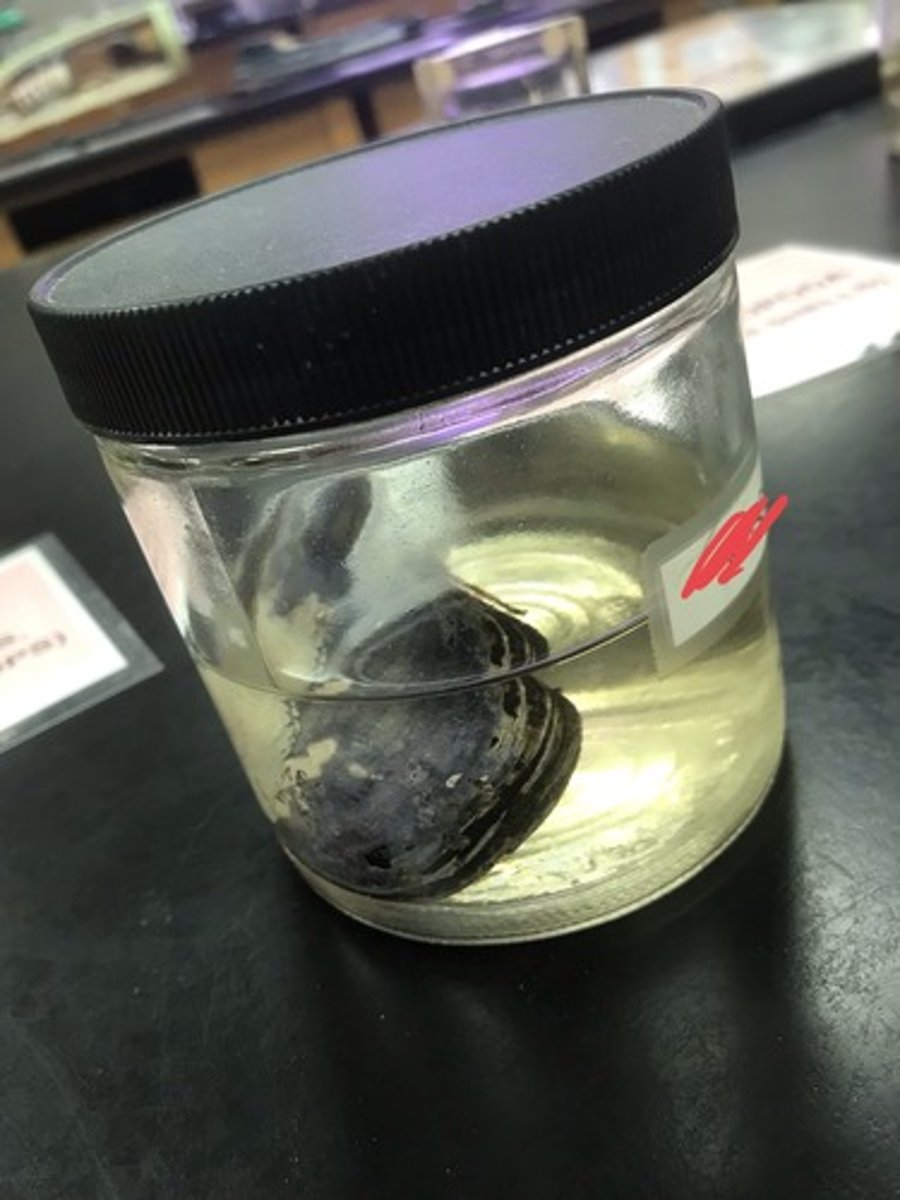 <p>For the following specimen(s), give the entire taxonomy and the name of the specimen(s)</p>