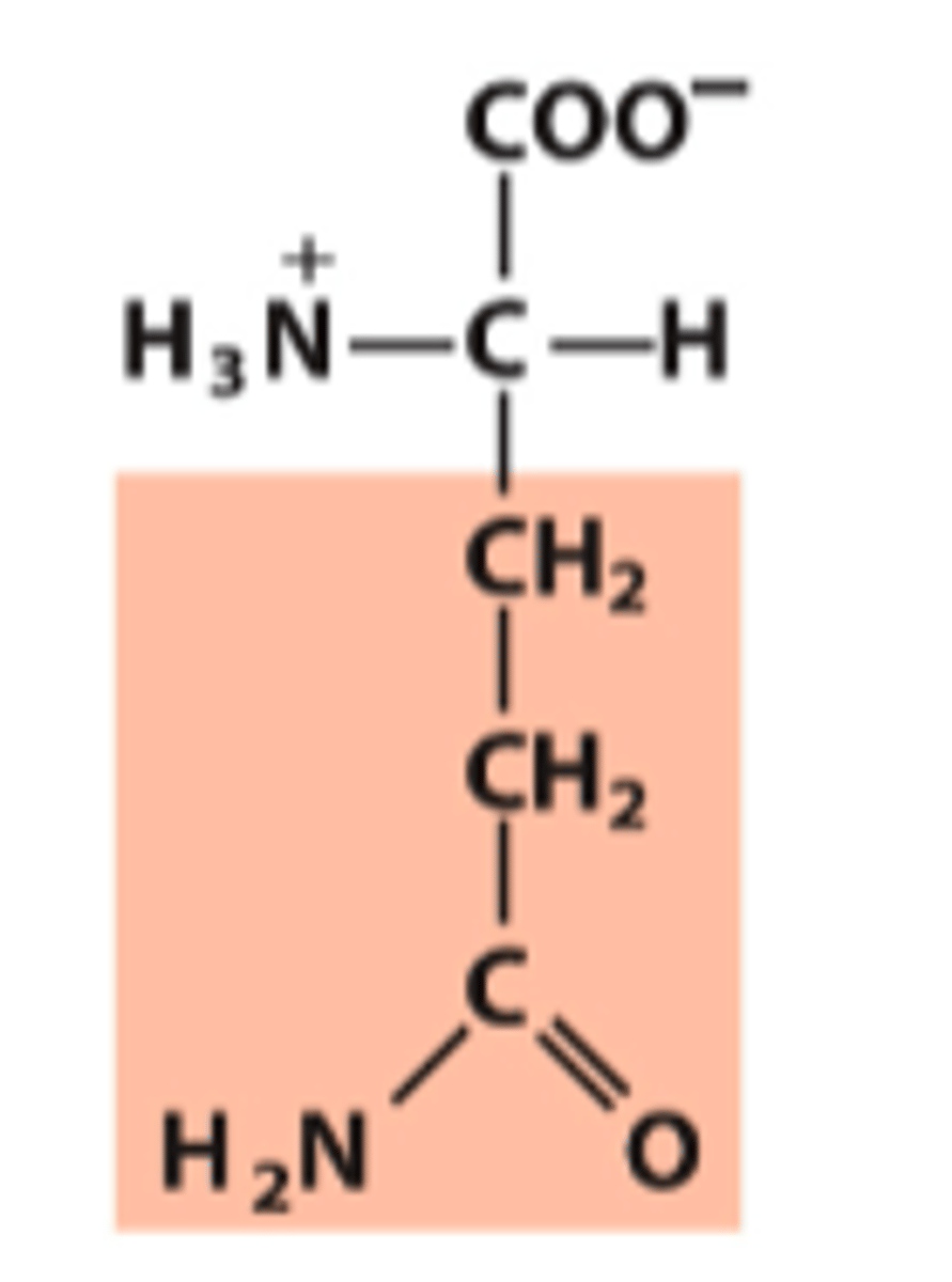 <p>What amino acid is this?</p>