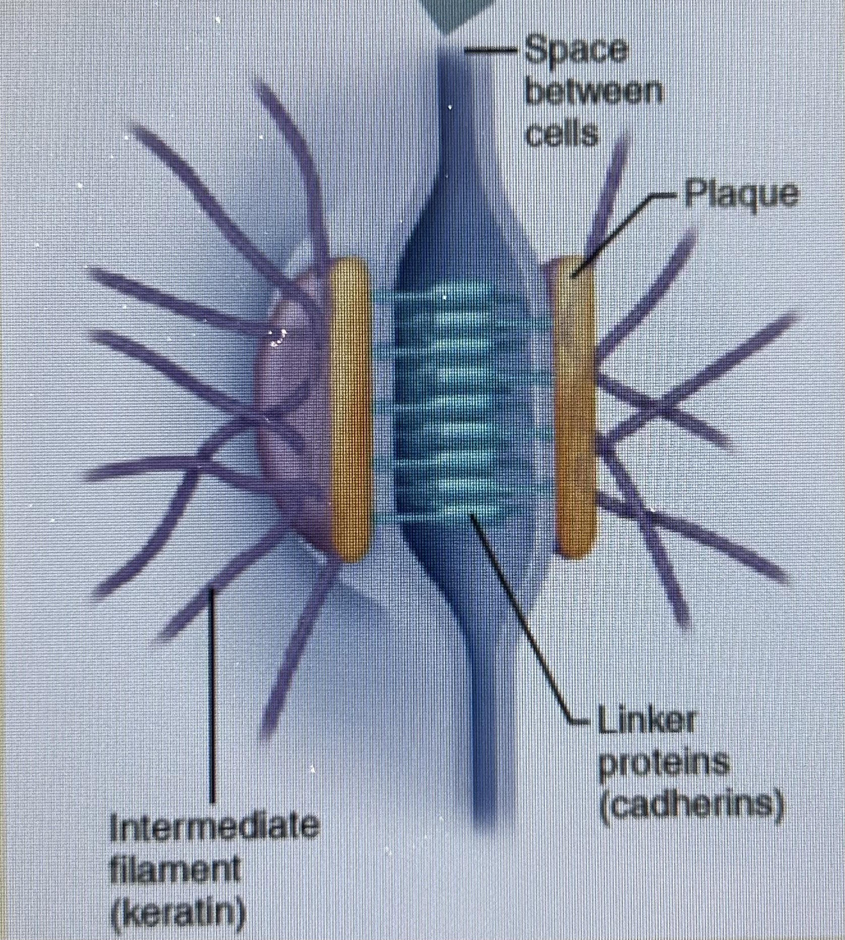 <p>the anchoring junctions</p><p>prevent adjacent cells from separating from each other / bind adjacent cells to each other / maintain its integrity and structure</p><p>found in abundance in tissue exposed to mechanical stress (muscle tissue) - helps prevent cellular layers from tearing apart under mechanical stress </p>
