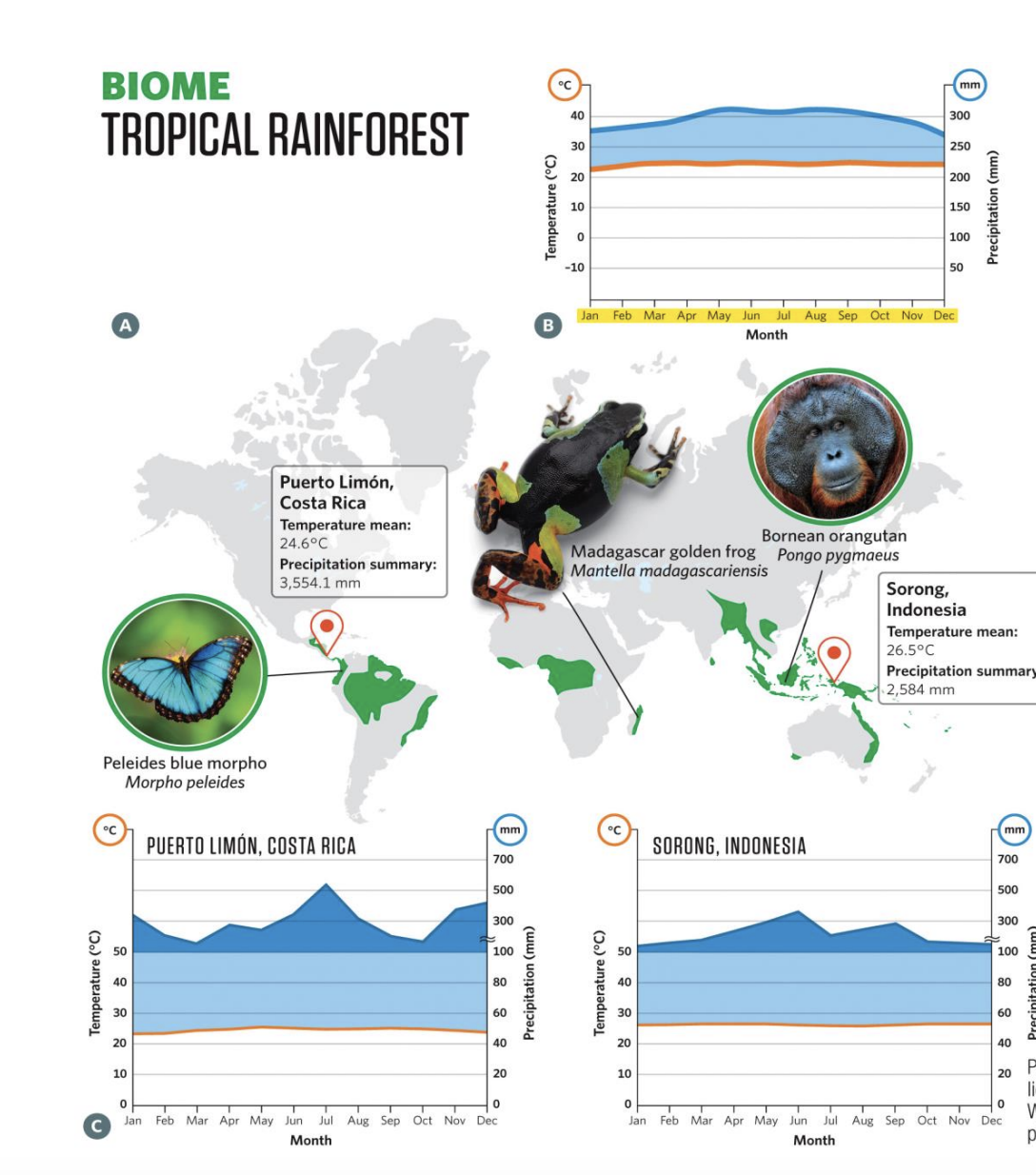 <ul><li><p><strong>Location &amp; Climate:</strong> Found near the equator (20° N–20° S) with consistently warm temperatures (25–27 °C) and very high rainfall (>2,000 mm/year). No true seasons.</p></li><li><p><strong>Soils &amp; Growth:</strong> Nutrient-poor soils due to rapid uptake by dense plant life. Trees grow year-round without growth rings.</p></li><li><p><strong>Structure:</strong> Tall evergreen canopy (30–45 m) intercepts most sunlight; below are layers of vines, epiphytes, and shade-adapted understory plants. Forest floor is dark, dominated by fungi and decomposing matter.</p></li><li><p><strong>Biodiversity:</strong> Incredibly diverse, housing 40–75% of Earth’s species. A single hectare may contain thousands of insect species, hundreds of tree species, and many other plants.</p></li></ul><p></p>
