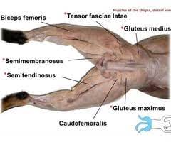 <p>Origin: Ischium</p><p>Insertion: Lateral surface of knee and leg</p><p>Action: Extends thigh and flexes leg</p>